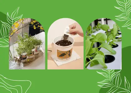 Get Into Home Gardening With These Microgreens Starter Kits in Singapore Header