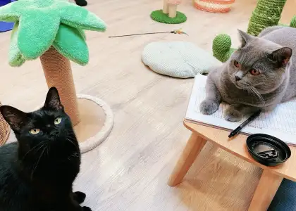 Cafes in Singapore for Cat Lovers