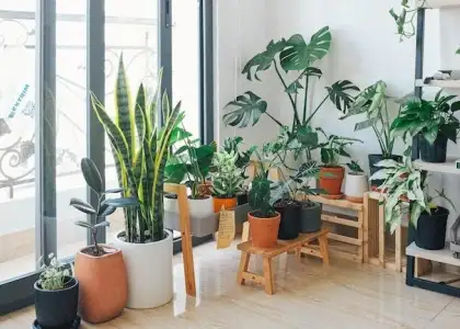 Which Houseplants Should You Buy