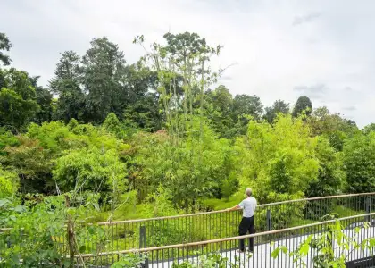 Singapore Botanic Gardens Canopy Bridge
