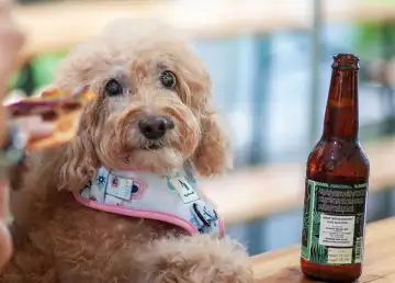 Paws Up! The First-Ever Pet-Friendly Live Music Courtyard Opens in S’pore