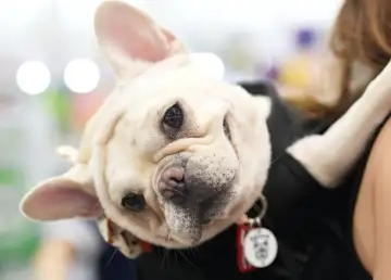 Get Ready for a Fur-Tastic Day as PetExpo 2024 Returns on March 15-17