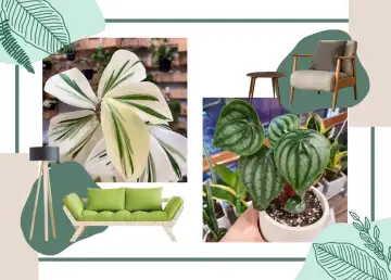 Want to Add Greens to Your Tiny Space? Here’s Where to Buy Indoor Plants in Singapore